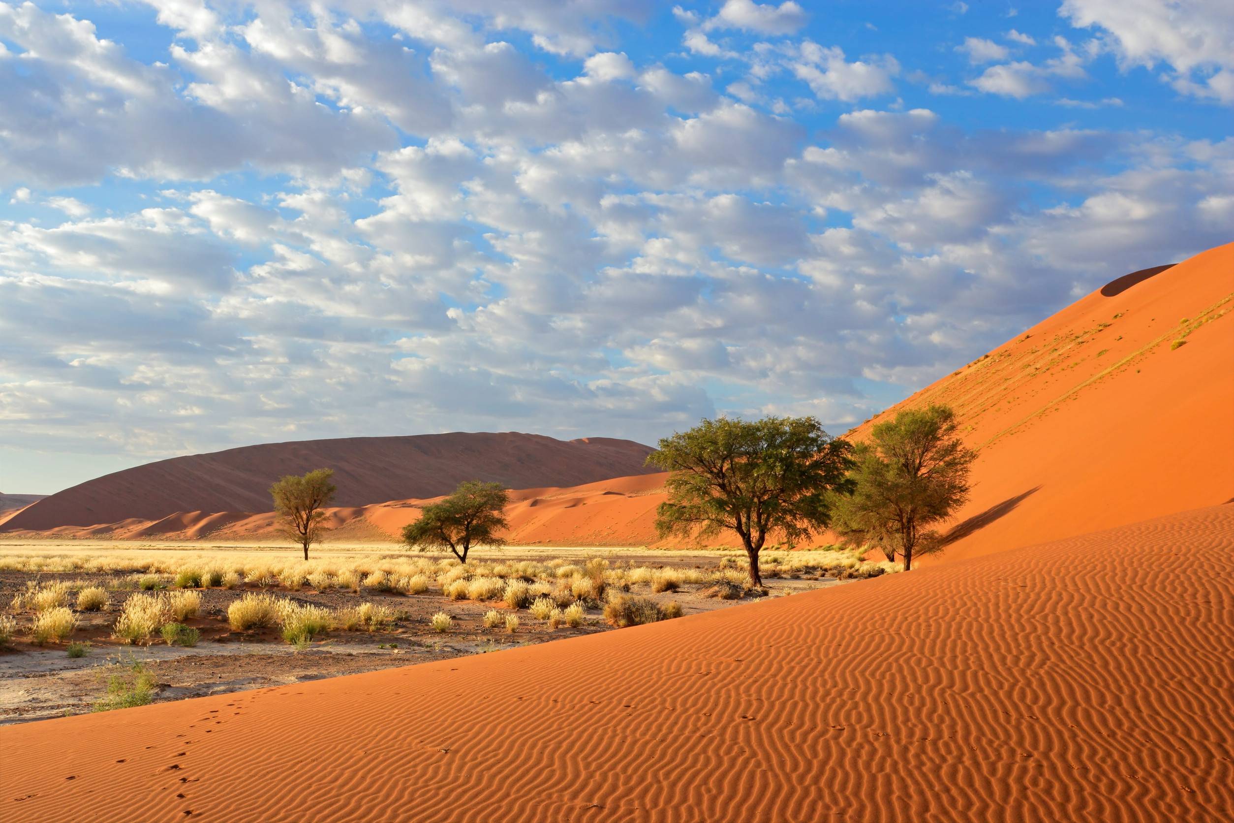 Acacia trees and red dunes in Sossusvlei