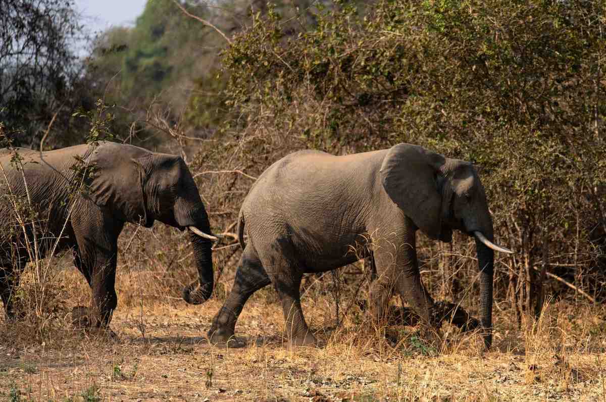 African Elephant In South Luangwa National Park Zambia