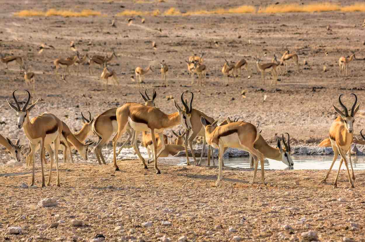 African Springboks Near The Waterhole In Etosha National Park