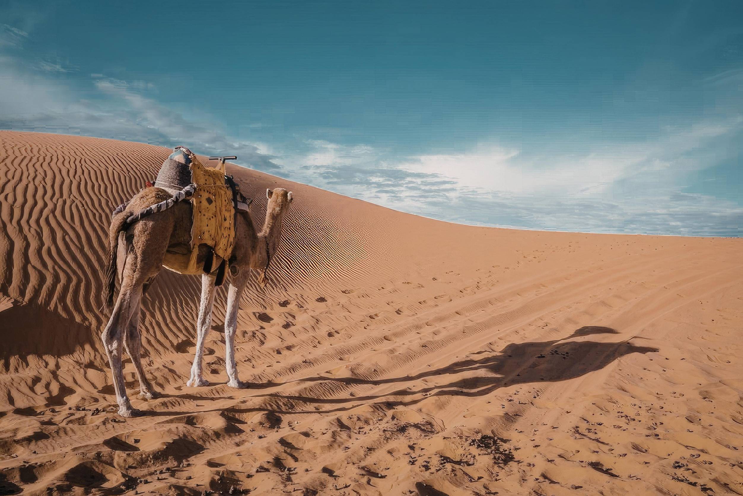Camel walks through the desert
