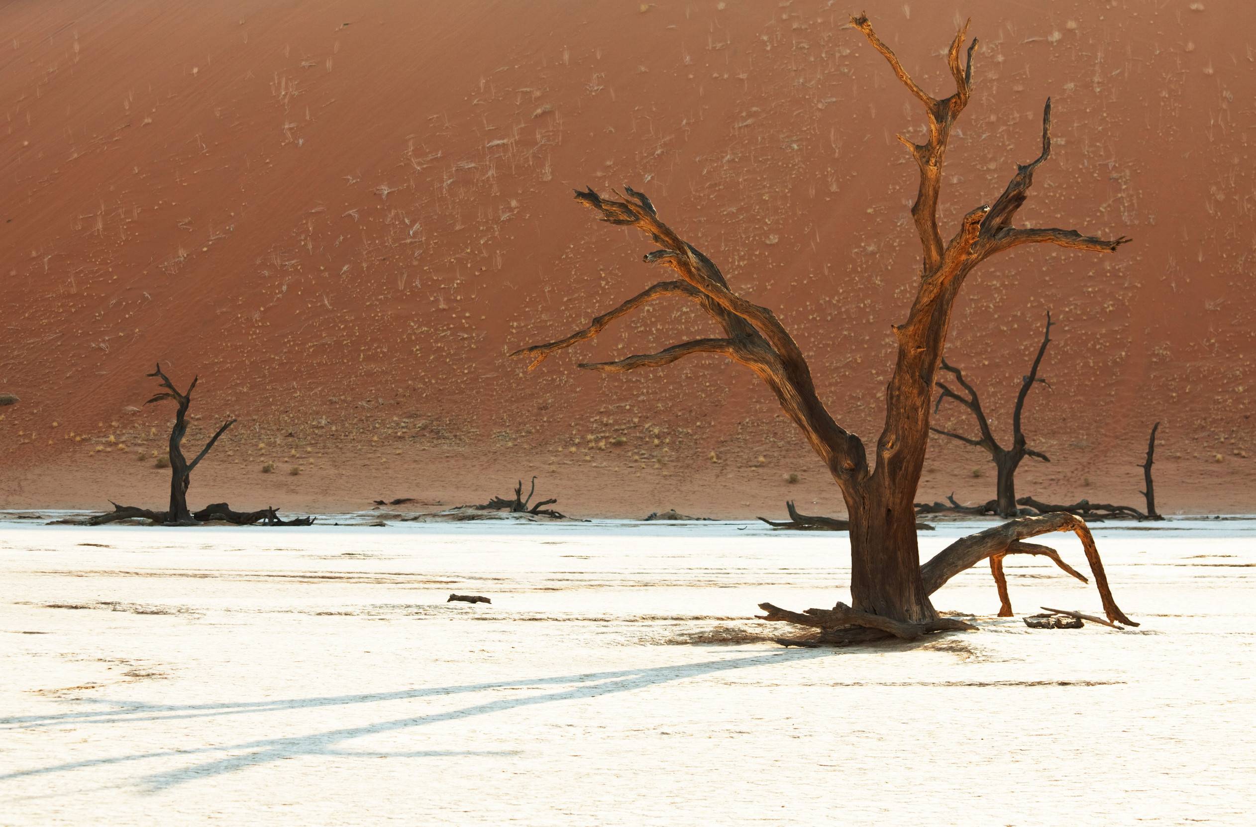 Dead trees in the Namibia desert