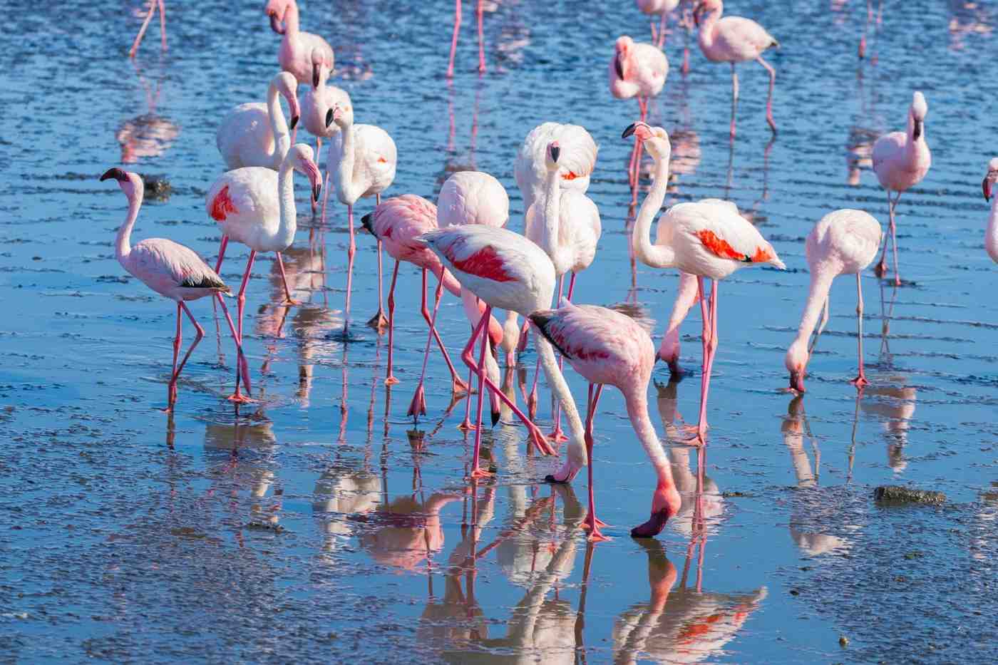 Flock Of Pink Flamingos At Walvis Bay In Namibia