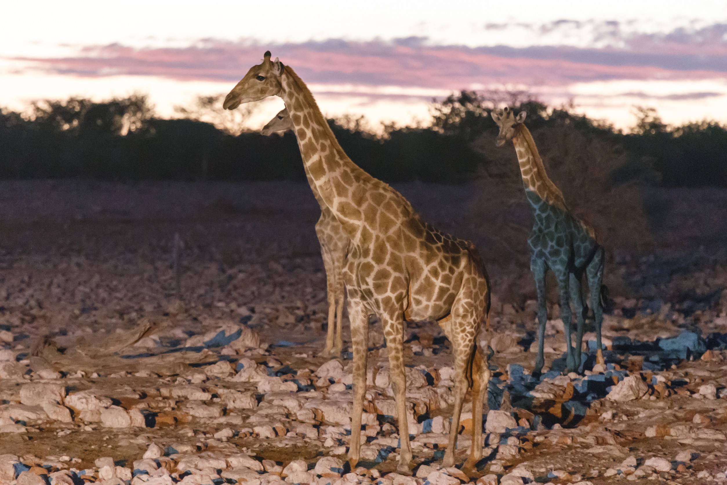 Giraffes walking in Etosha National Park