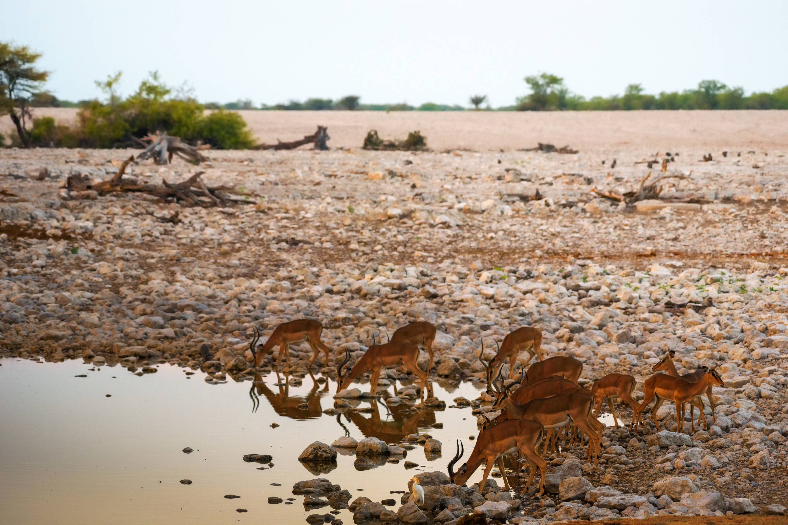 Herd Of Antelopes At Etosha National Park Namibia