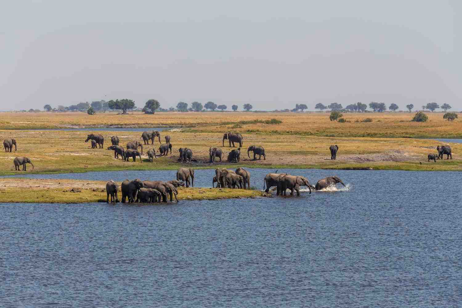 Herd Of Elephants In Chobe National Park In Botswana