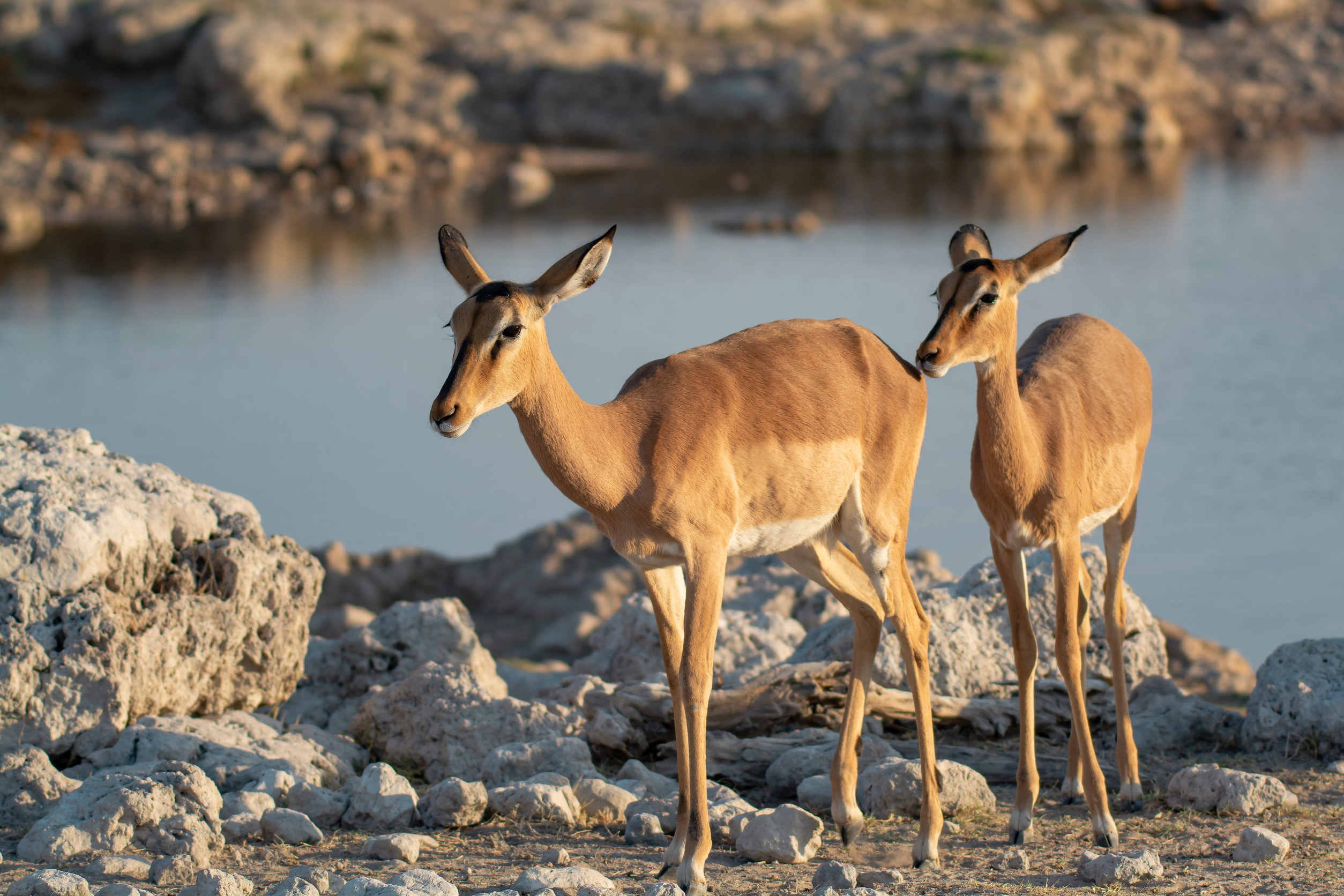 Impala antelope near waterhole at Etosha National Park