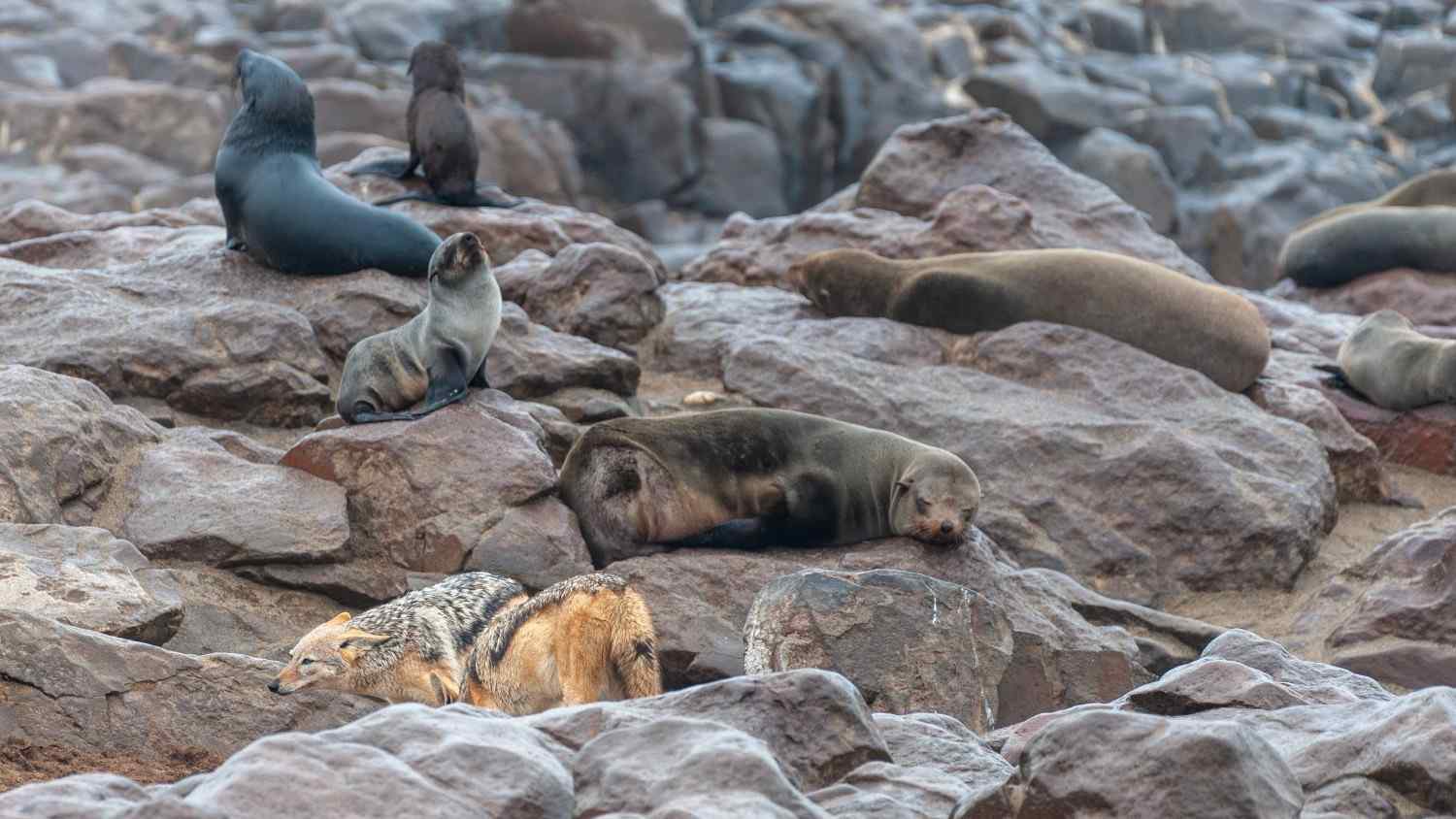 Jackals And Seal Colony At The Skeleton Coast In Namibia