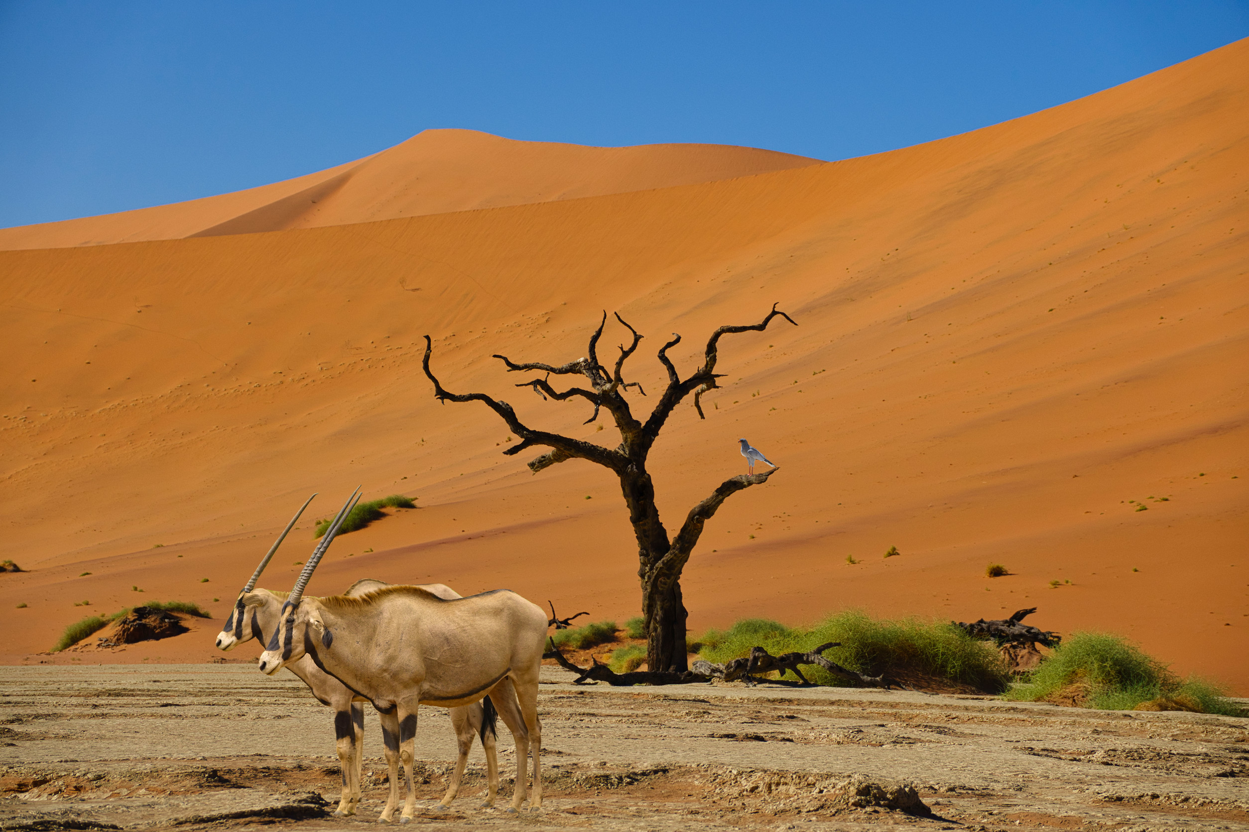 Oryx in the Namib Desert near a dead tree