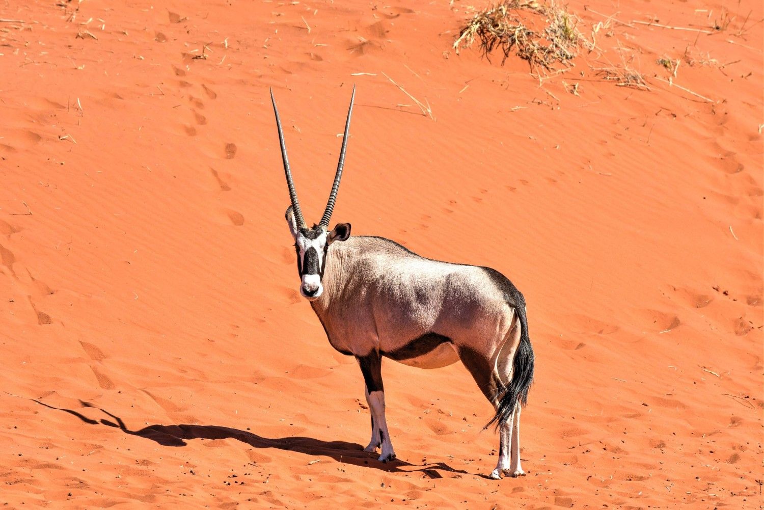 Oryx Sighting At Namibrand Nature Reserve In Namibia