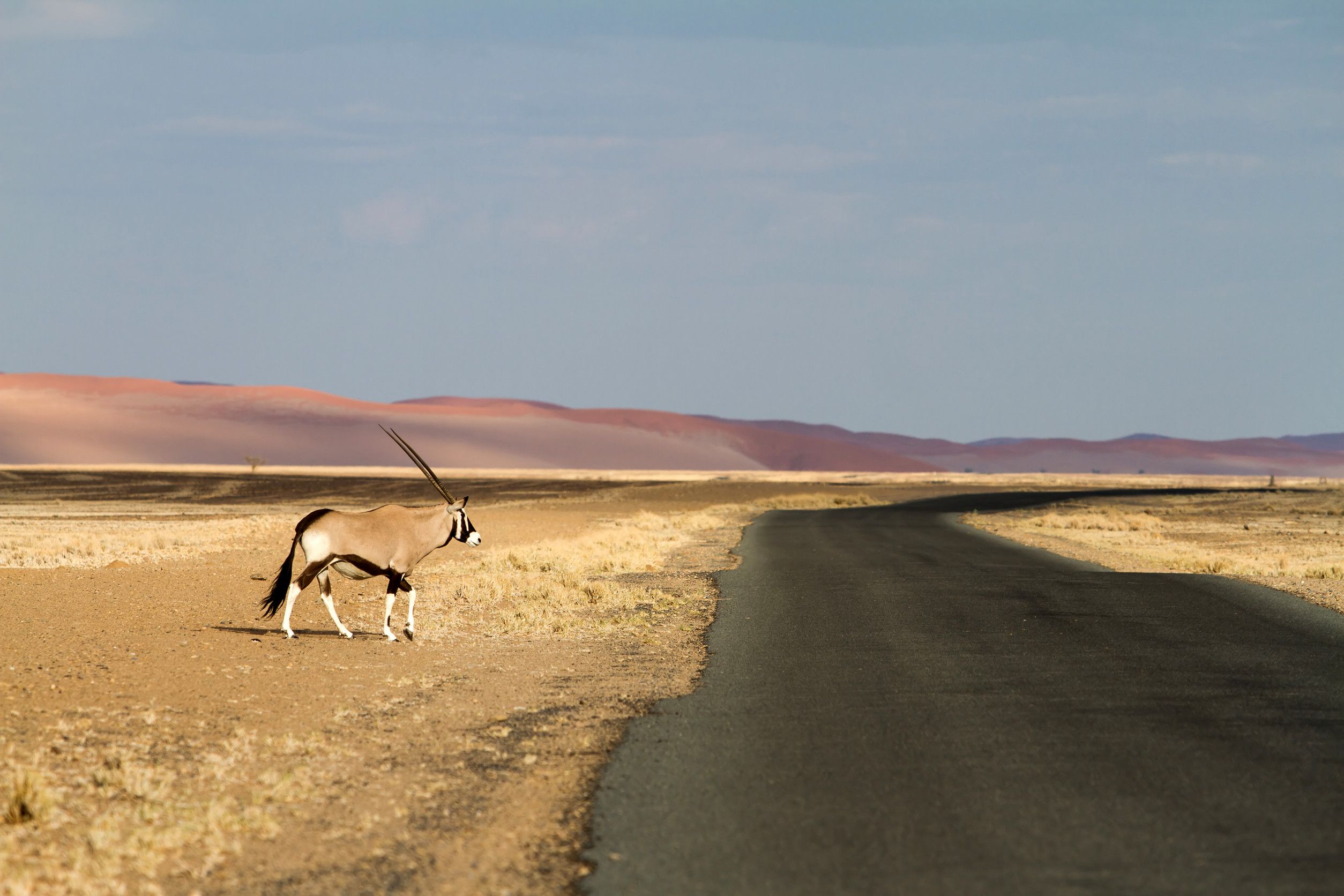 Oryx standing beside the desert road, Namibia