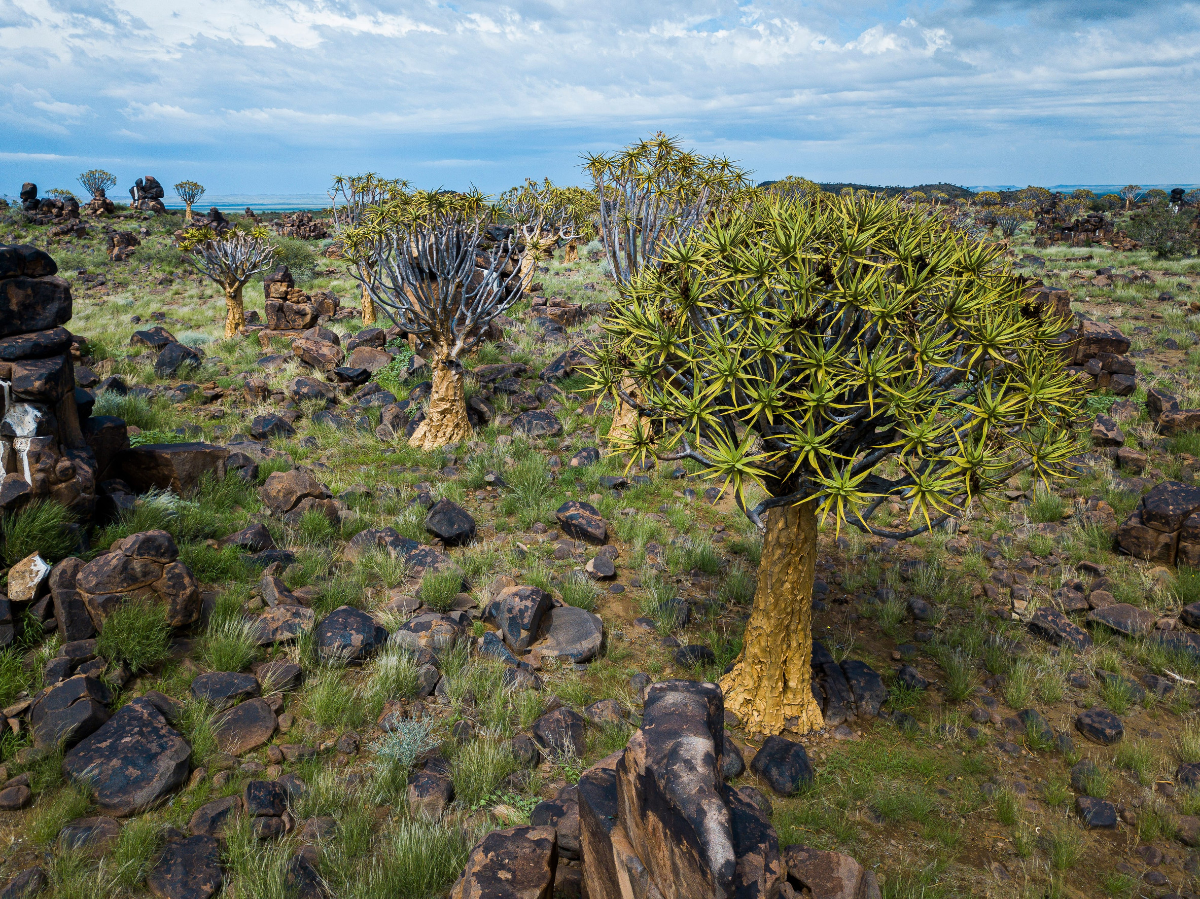 Quiver tree forest in Namibia