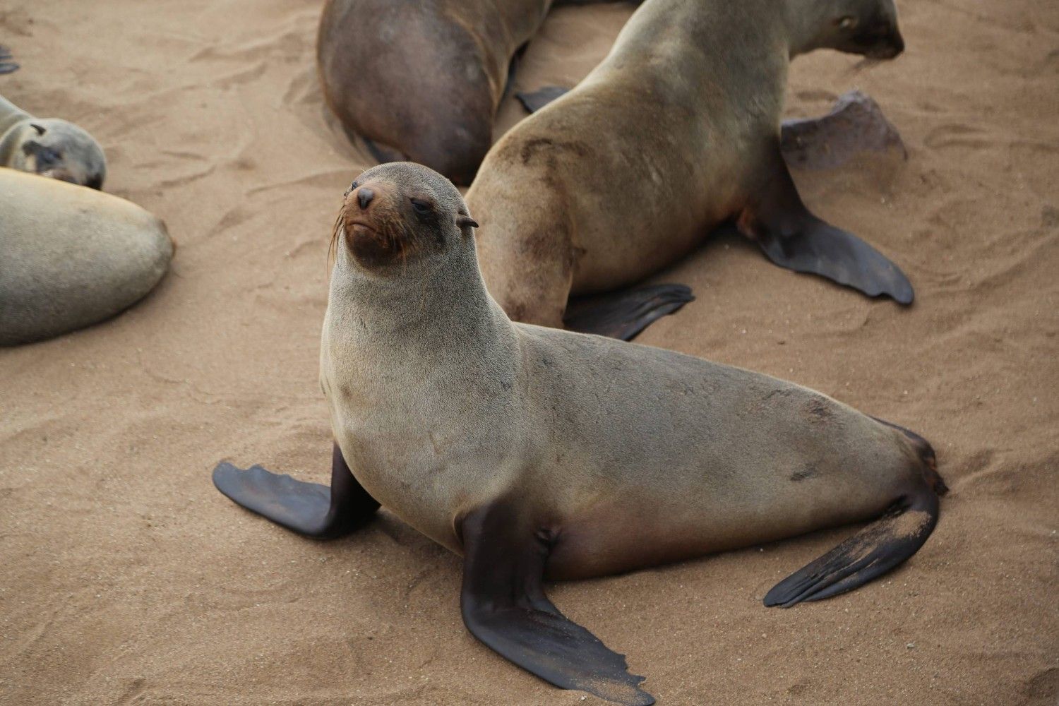Seals At Cape Cross