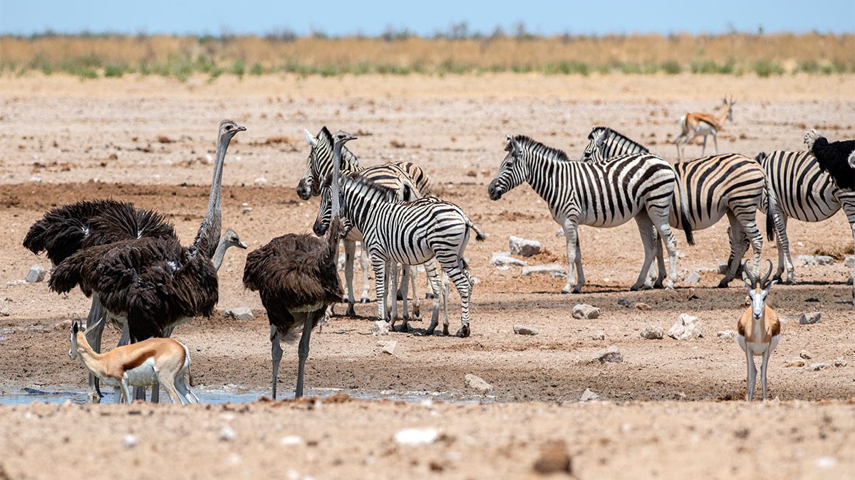 Etosha National Park Wildlife
