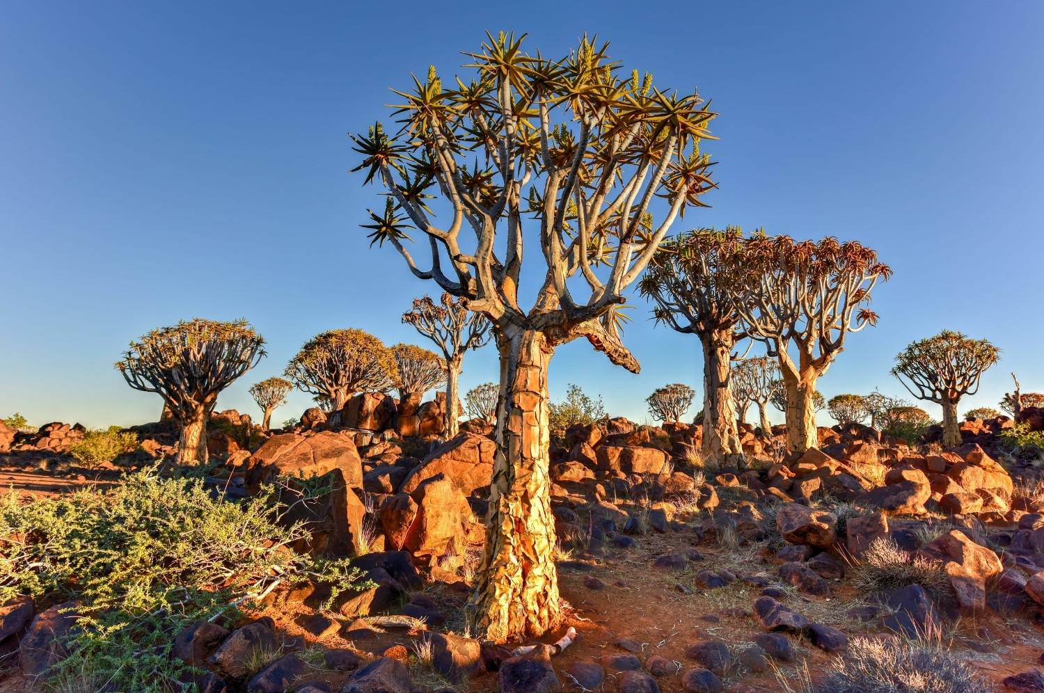View of Quiver Tree Forest
