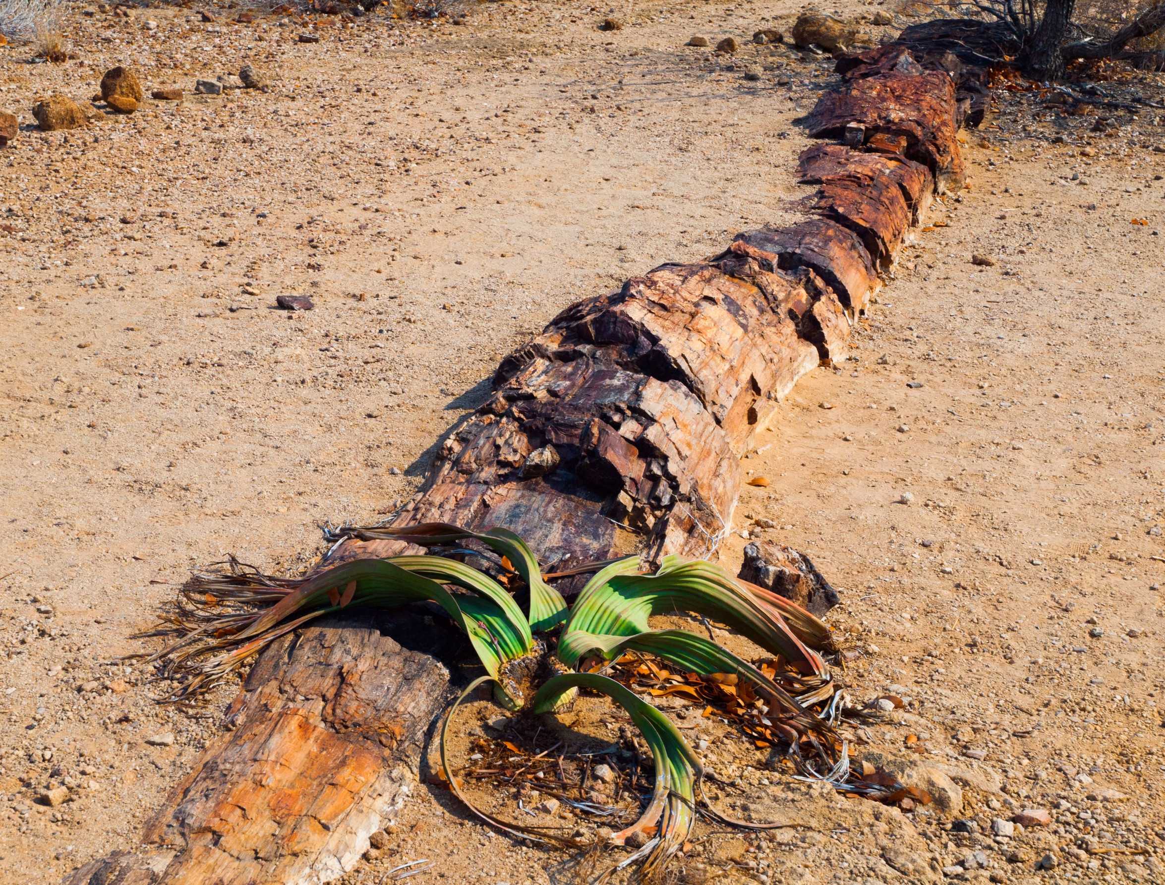 Welwitschia Plant In Petrified Forest