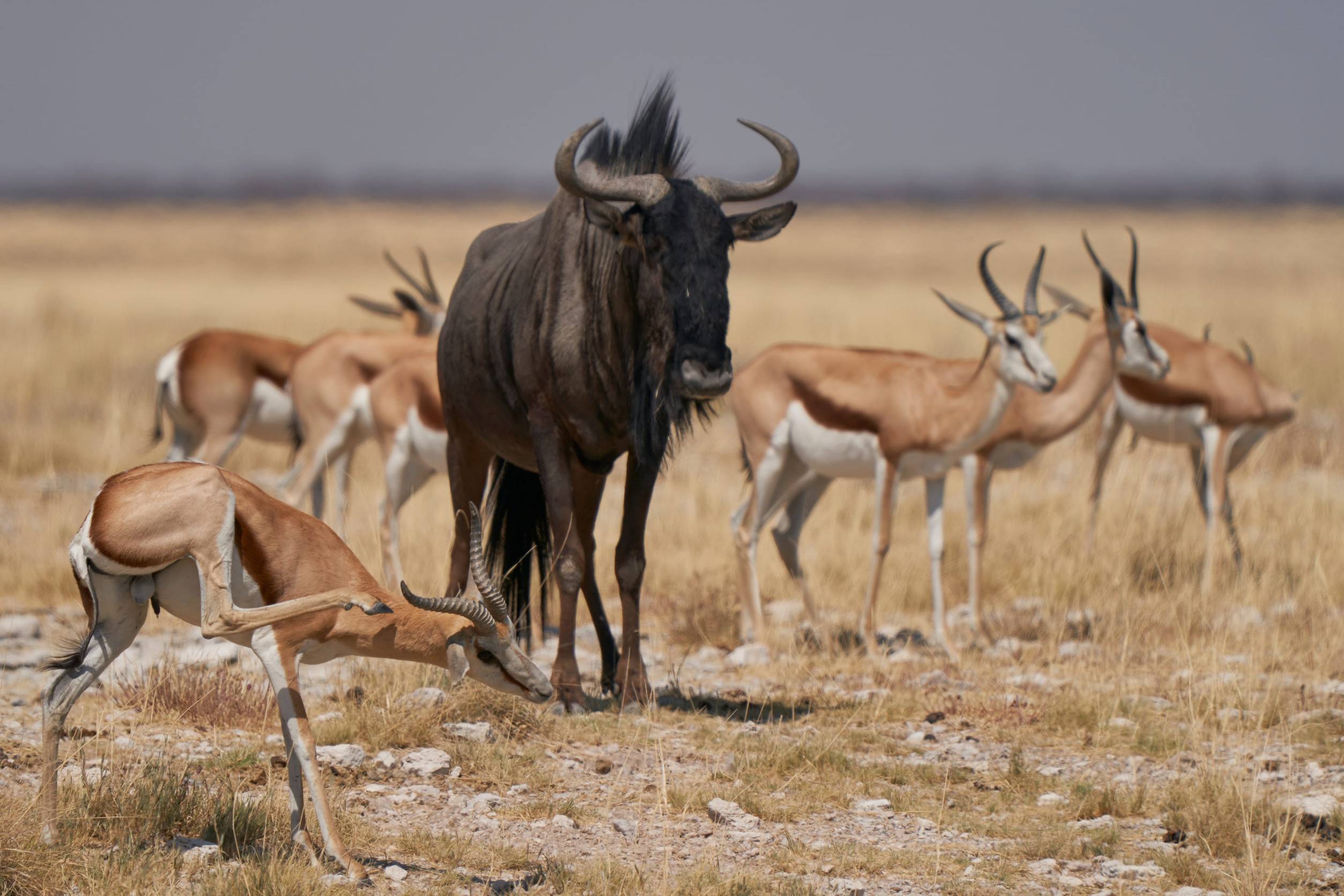Wildebeest With A Family Of Deer In Etosha National Park