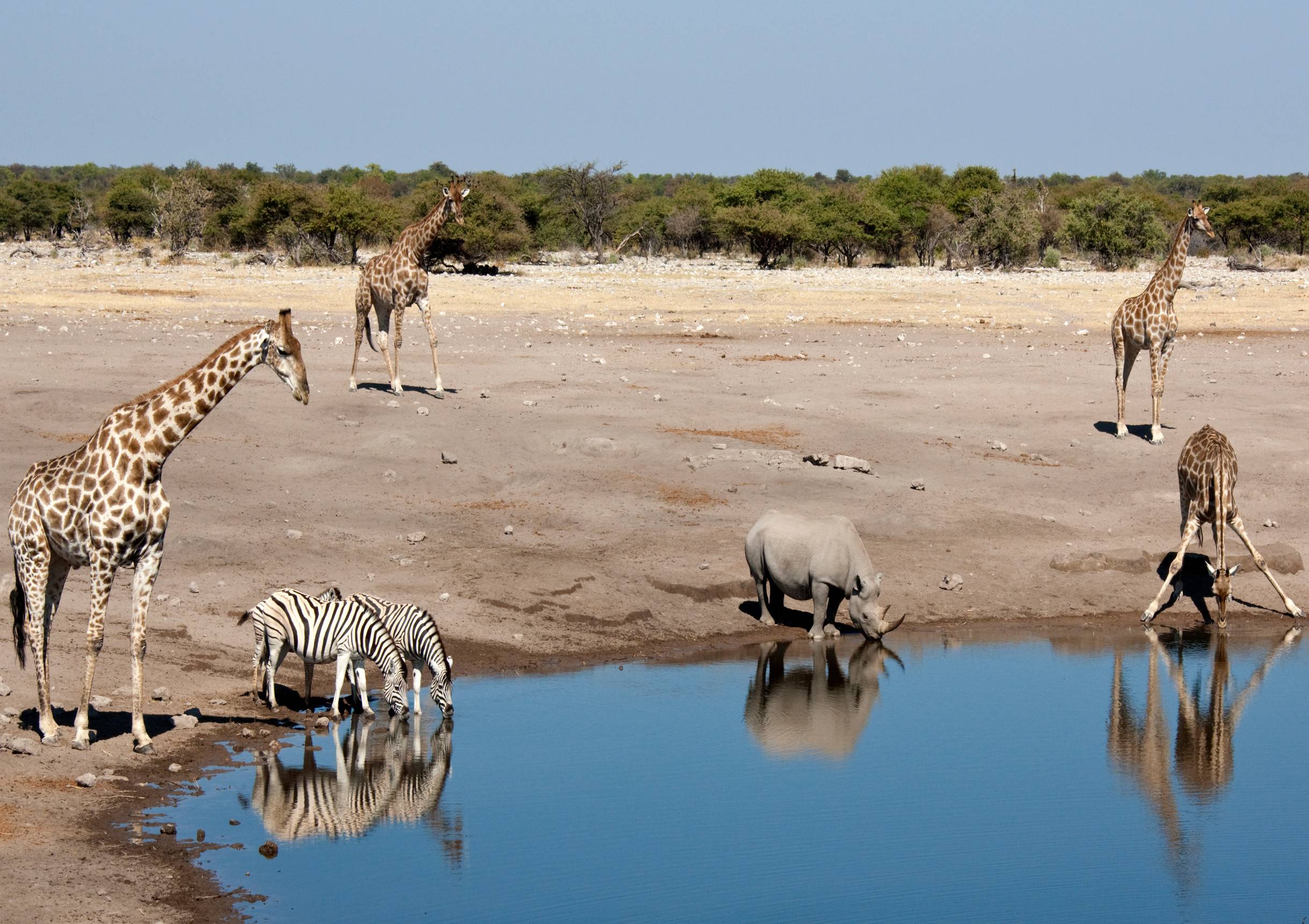 Wildlife near water in Namibia